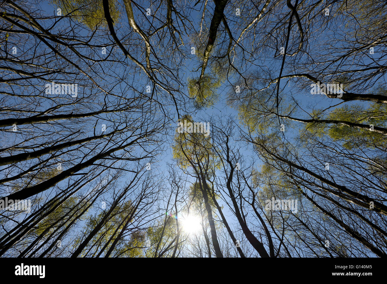 Spring woodland with sun Stock Photo