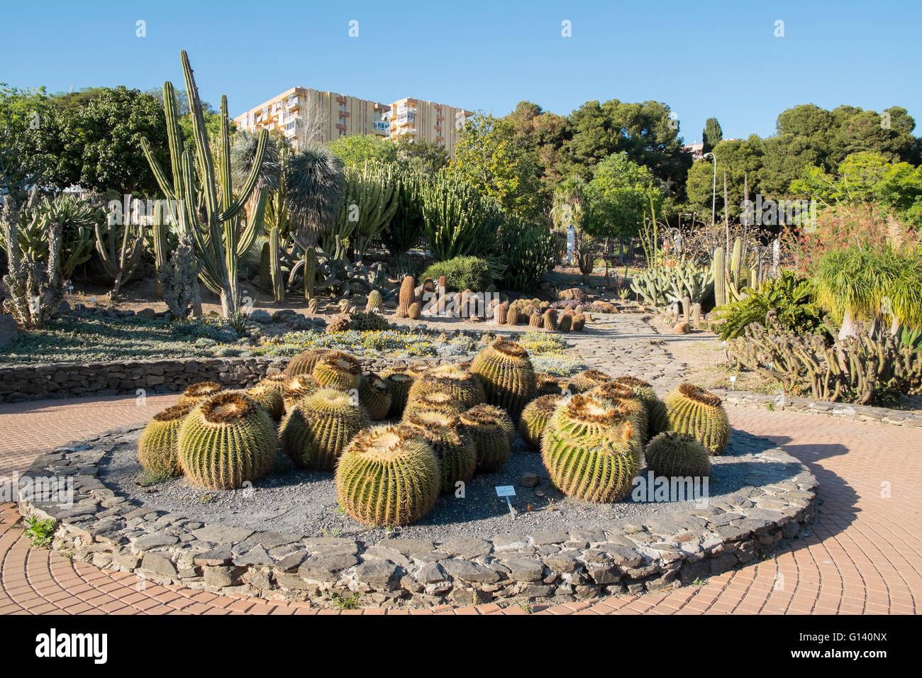 Echinocactus grusonii. Parque de La Paloma, Benalmádena costa, Málaga, Spain Stock Photo