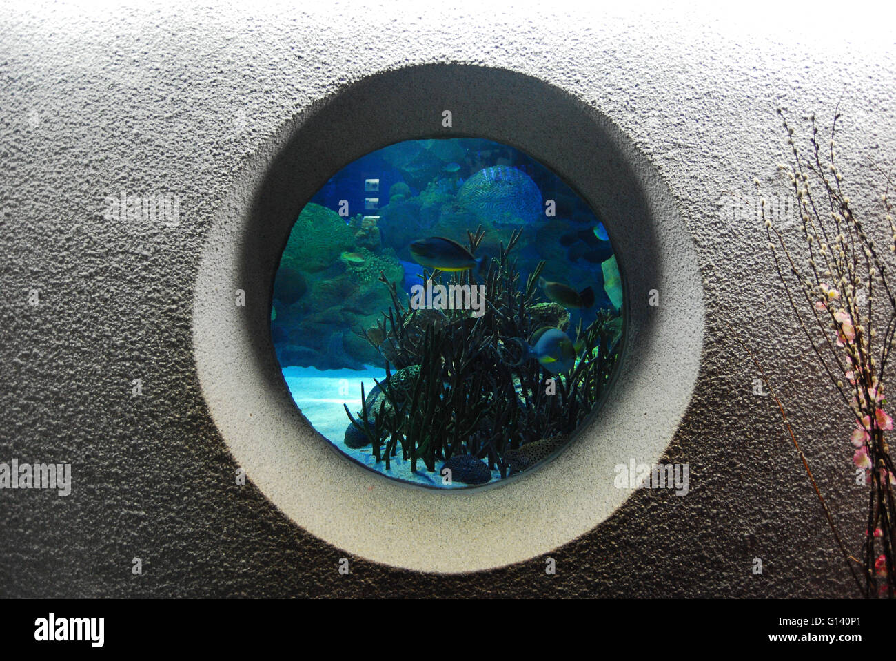 Aquarium window at the Kuala Lumpur Aquarium in Malaysia Stock Photo