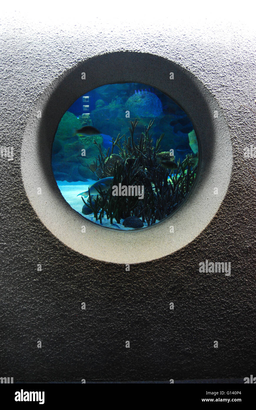 Aquarium window at the Kuala Lumpur Aquarium in Malaysia Stock Photo