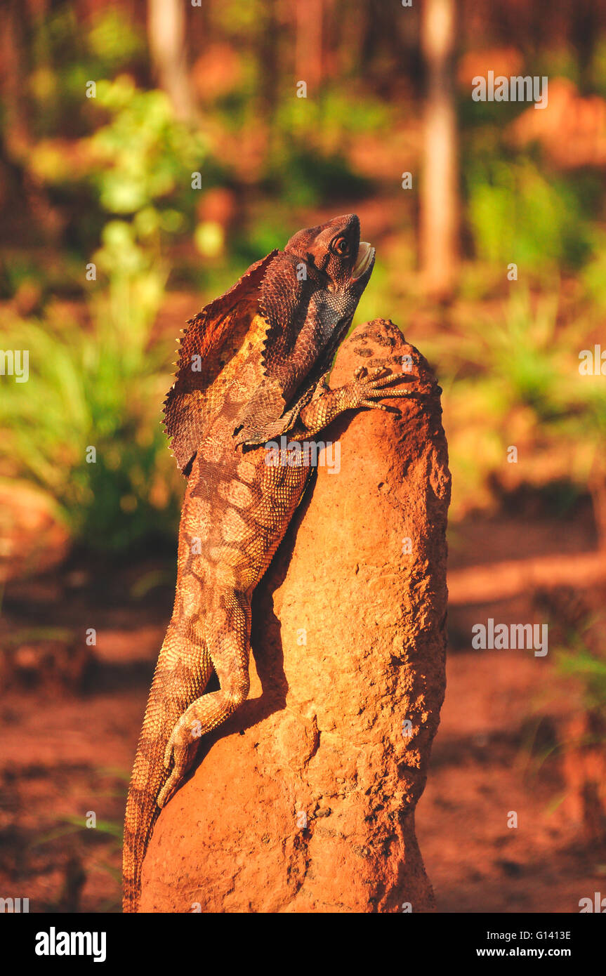 Frill necked lizard in the Kimberley, Western Australia Stock Photo