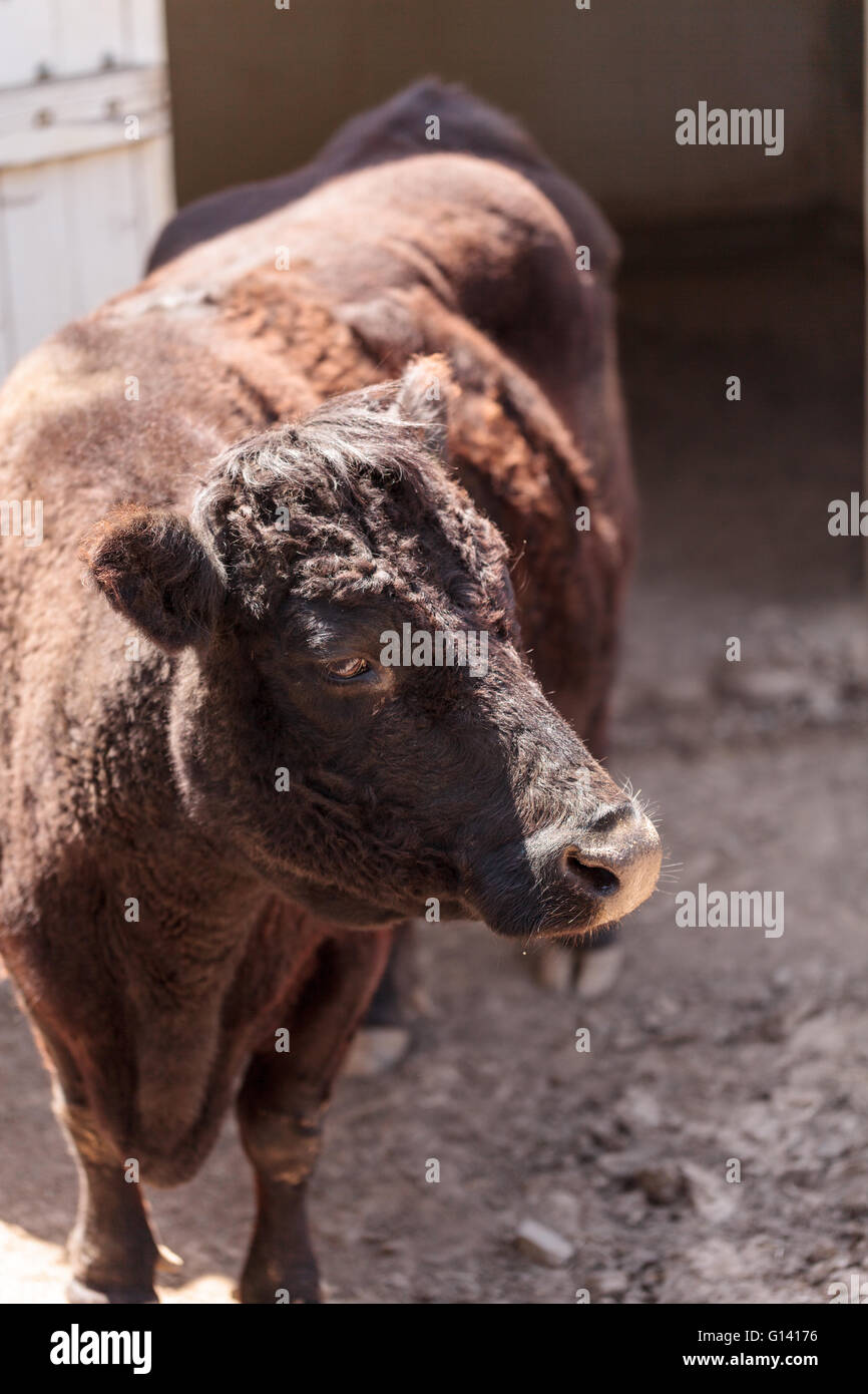 Found in Ireland, the Dexter cow Bos taurus is a rare breed and is considered miniature cattle. Stock Photo