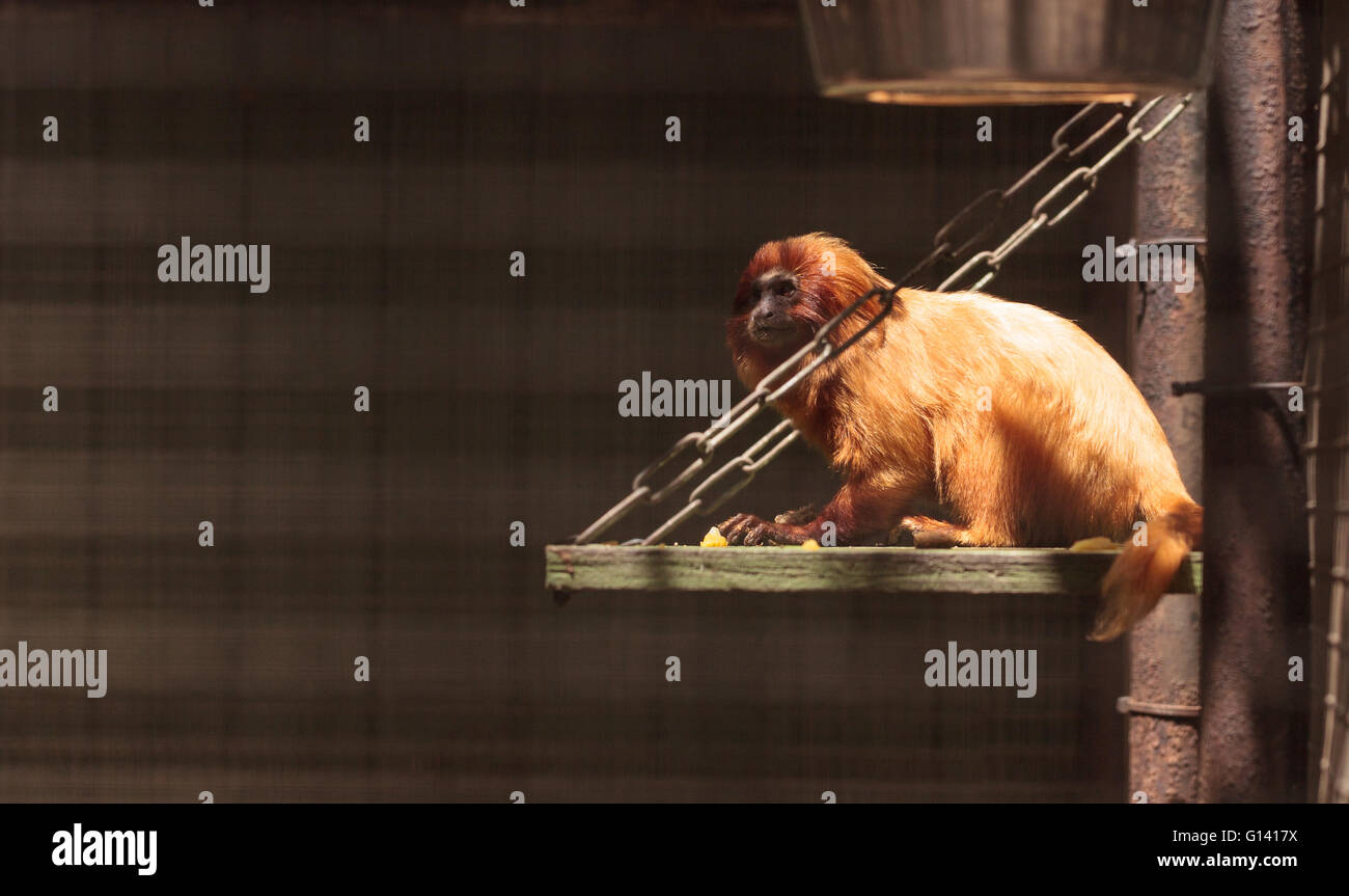 Golden Lion Tamarin Leontopithecus rosalia monkey sits in a cage in a zoo. Stock Photo