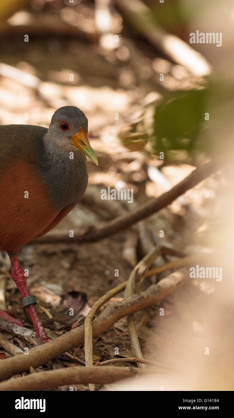 Grey necked wood rail bird Aramides cajanea hides in the brush. It has a yellow beak and a rust colored chest with a grey neck a Stock Photo