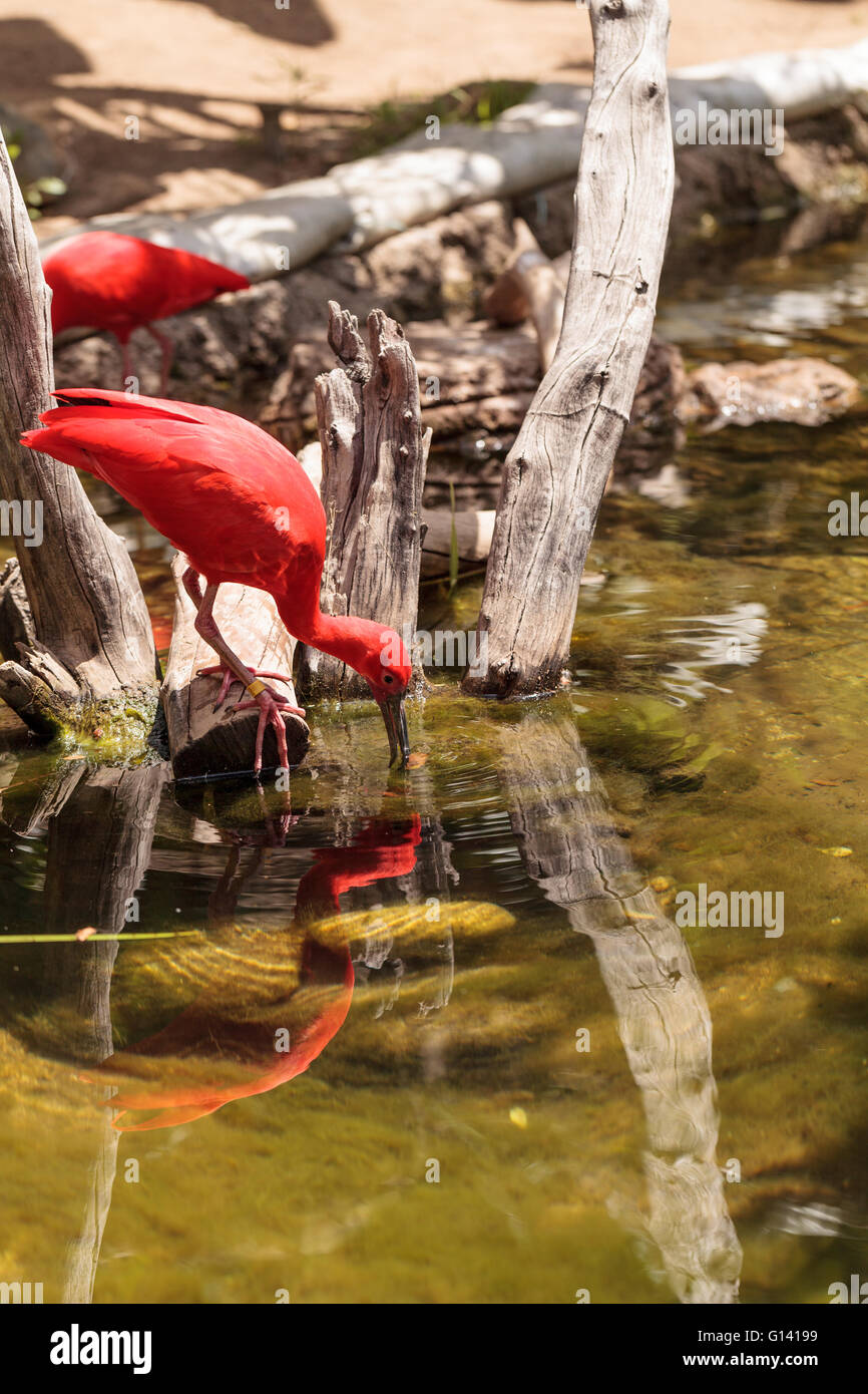 scarlet-ibis-eudocimus-ruber-is-a-bright-pink-bird-found-in-the