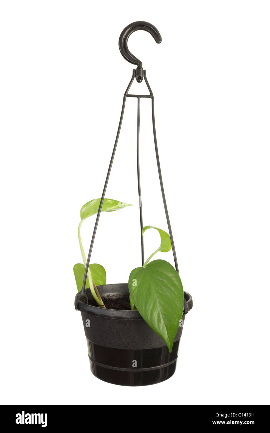 Hanging potted plant on white Stock Photo