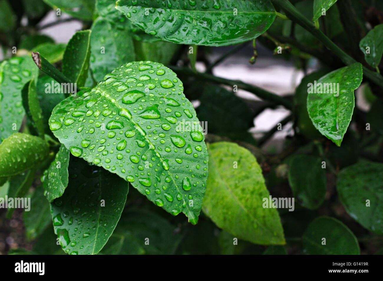Water droplets sitting on a green lemon tree leaf . Stock Photo