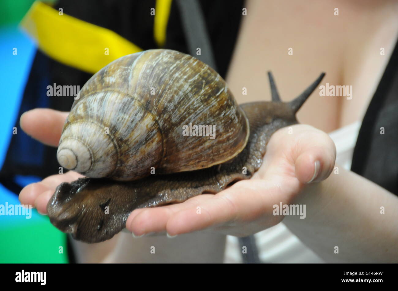 London, UK. 8th May, 2016. A Giant African Snail, at The National Pet