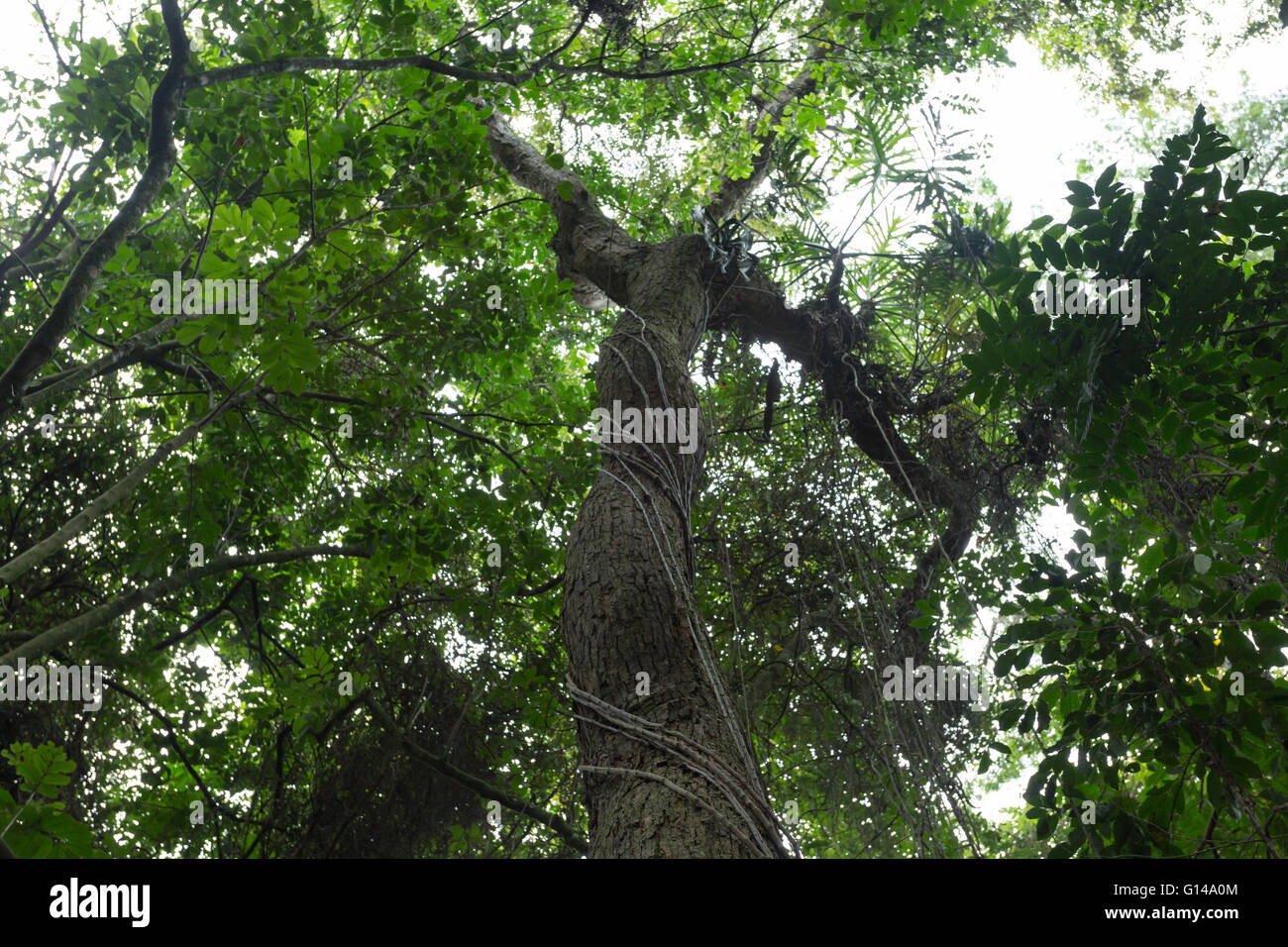 Sao Paulo, Brazil. 8th May, 2016. Forest treetops, tree canopy. Jacaranda Paulista (Machaerium villosum) tree trunks is seen during this cloudy day in Cantareira State Park (Portuguese: Parque Estadual da Cantareira) in Sao Paulo, Brazil. Credit:  Andre M. Chang/ARDUOPRESS/Alamy Live News Stock Photo