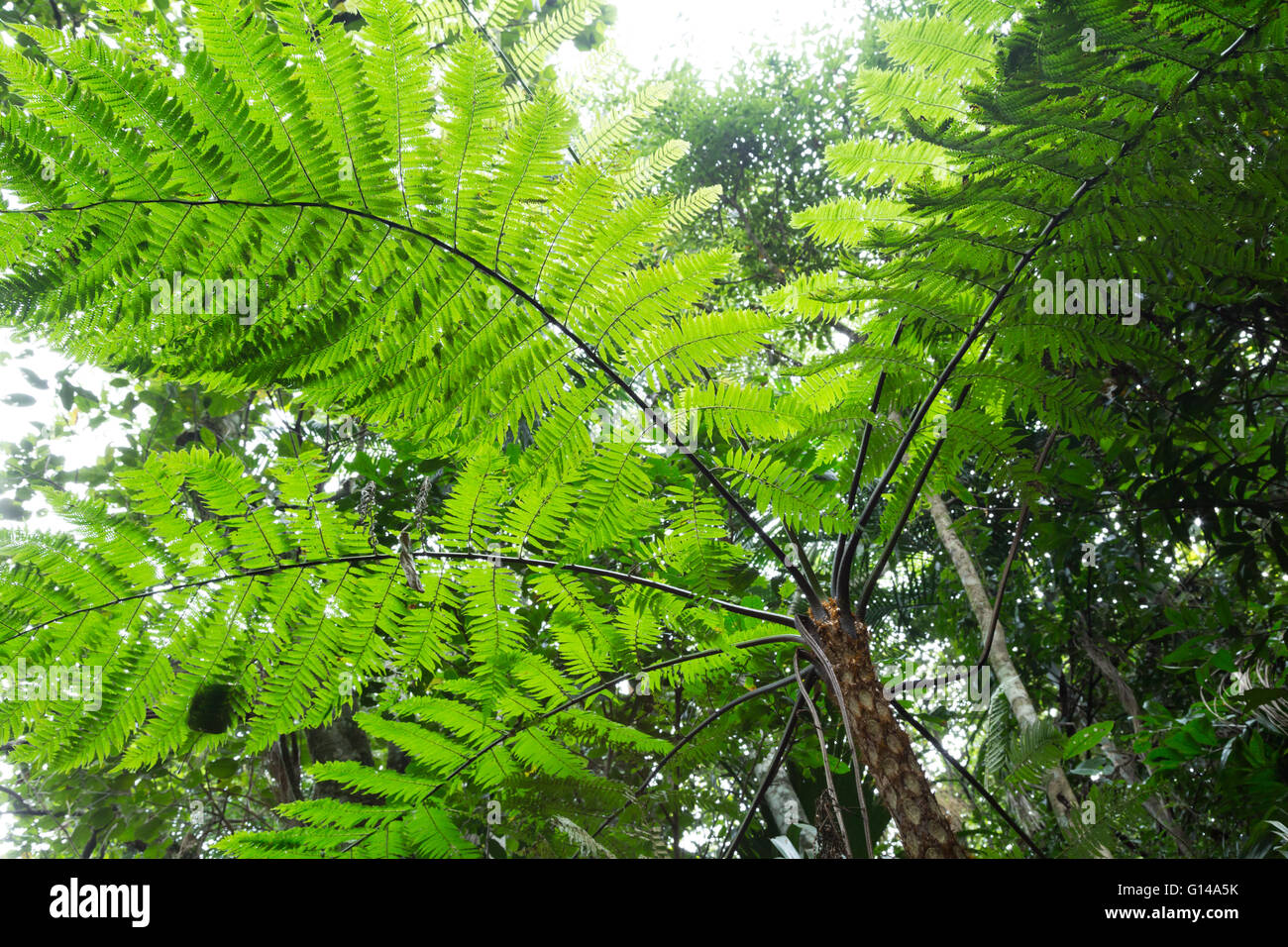 Sao Paulo, Brazil. 8th May, 2016. Xaxim or samambaiaçu (Dicksonia sellowiana) an arborescent fern is seen during this cloudy day in Cantareira State Park (Portuguese: Parque Estadual da Cantareira) in Sao Paulo, Brazil. Credit:  Andre M. Chang/ARDUOPRESS/Alamy Live News Stock Photo