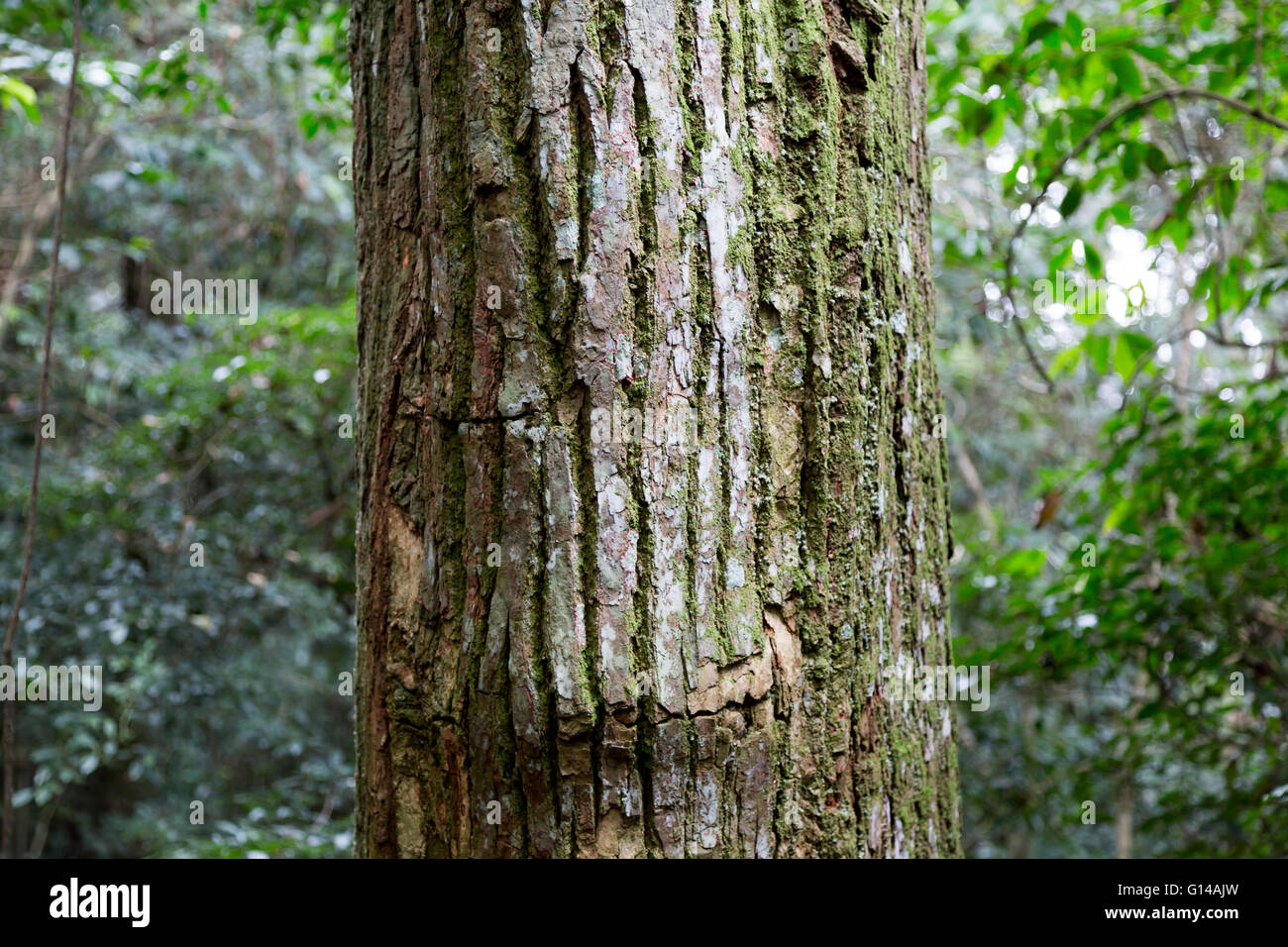 Sao Paulo, Brazil. 8th May, 2016. Cedro Rosa (Cedrela fissilis) tree, trunk detail - this species has been overexploited for timber and is now considered to be endangered - is seen during this cloudy day in Cantareira State Park (Portuguese: Parque Estadual da Cantareira) in Sao Paulo, Brazil. Credit:  Andre M. Chang/ARDUOPRESS/Alamy Live News Stock Photo