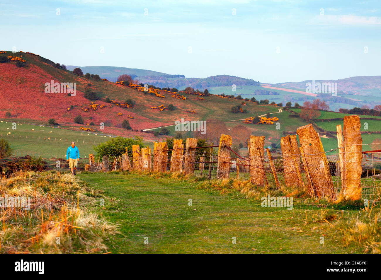 Halkyn Mountain Sheep High Resolution Stock Photography and Images - Alamy