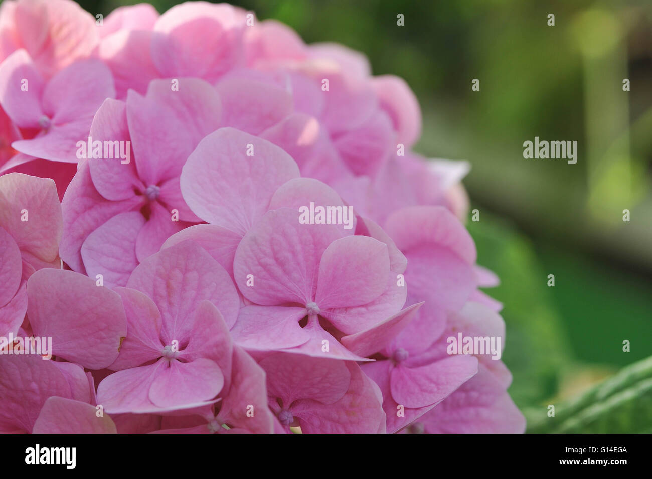 Vintage soft pink flowers wallpaper hi-res stock photography and images ...