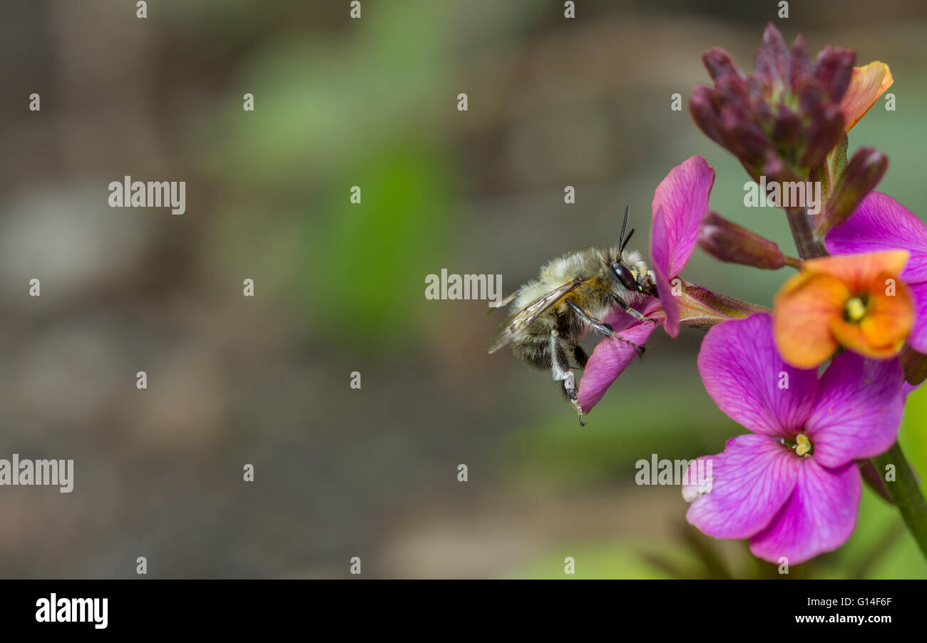 Hairy footed flower bee hires stock photography and images Alamy