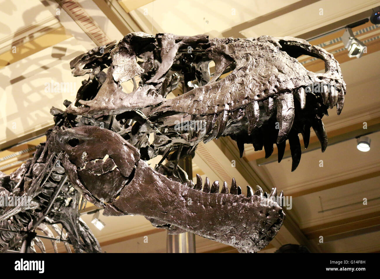 das Skelett des Tyrannus Saurus Rex 'Tristan Otto', Naturhistorisches Museum, Berlin. Stock Photo