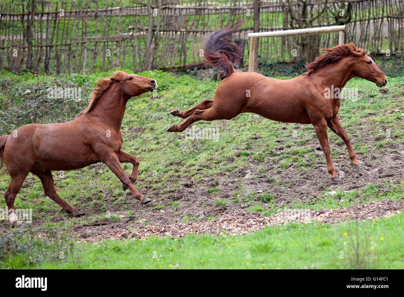 Horse buck and kick out Stock Photo