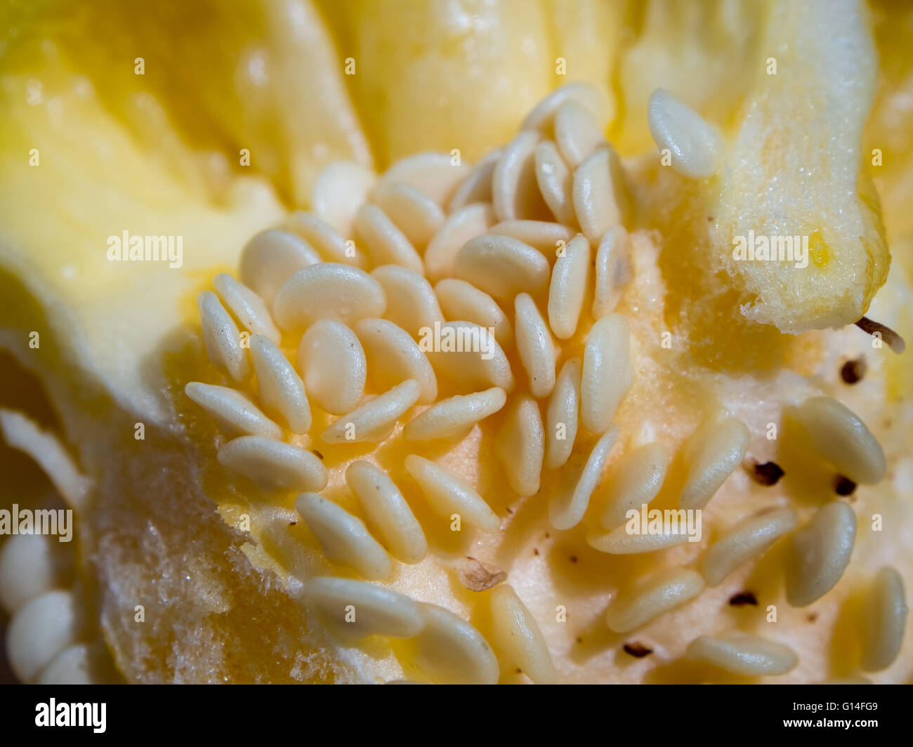 Bell pepper seeds hires stock photography and images Alamy