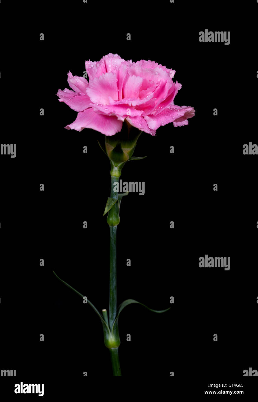 pink Carnations flower with water drop on black background Stock Photo ...