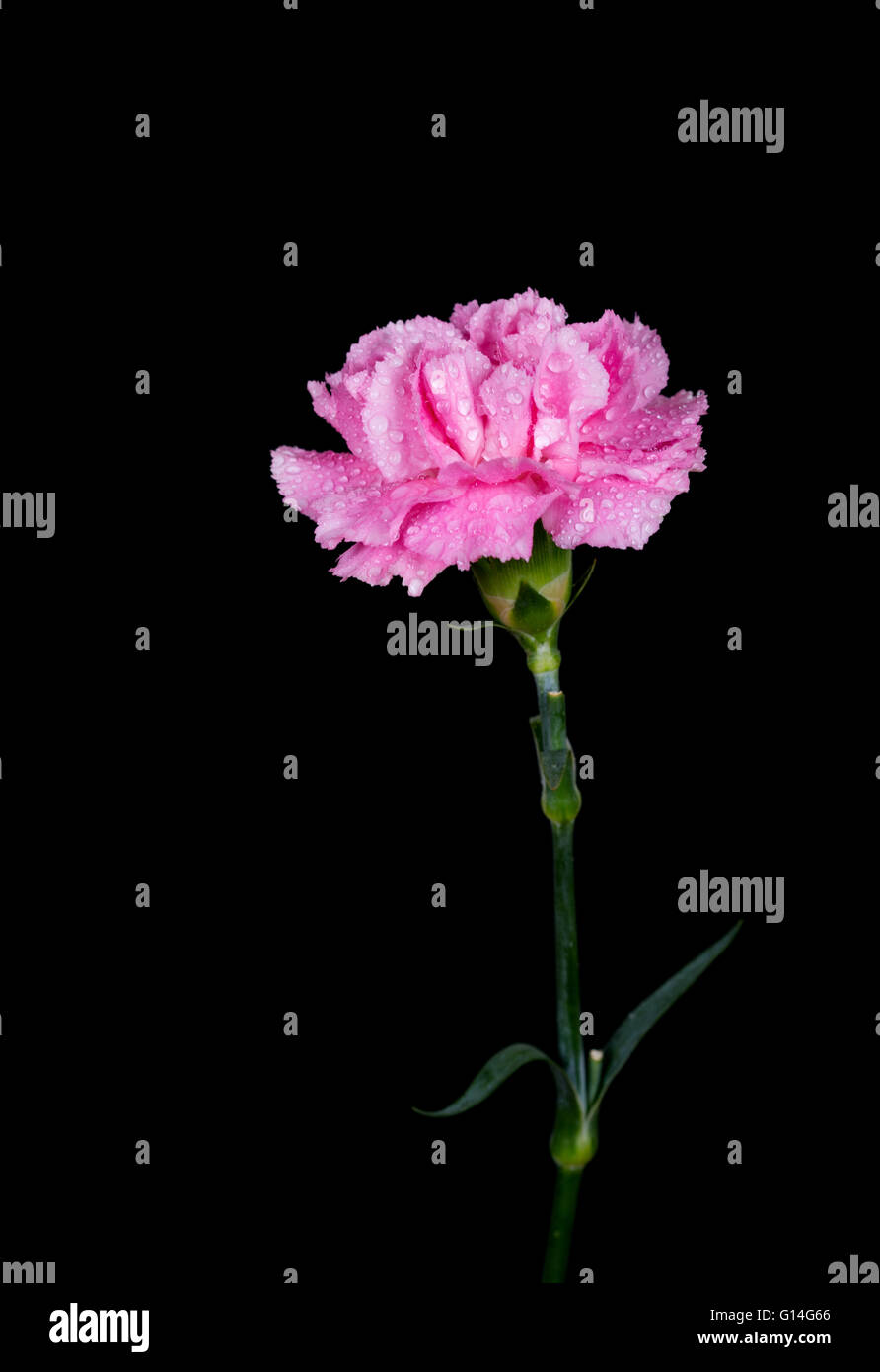 pink Carnations flower with water drop on black background Stock Photo