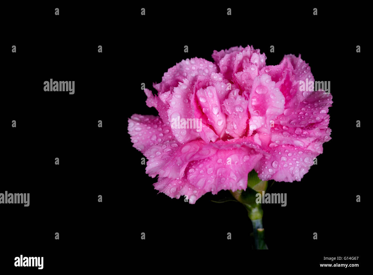 pink Carnations flower with water drop on black background Stock Photo ...