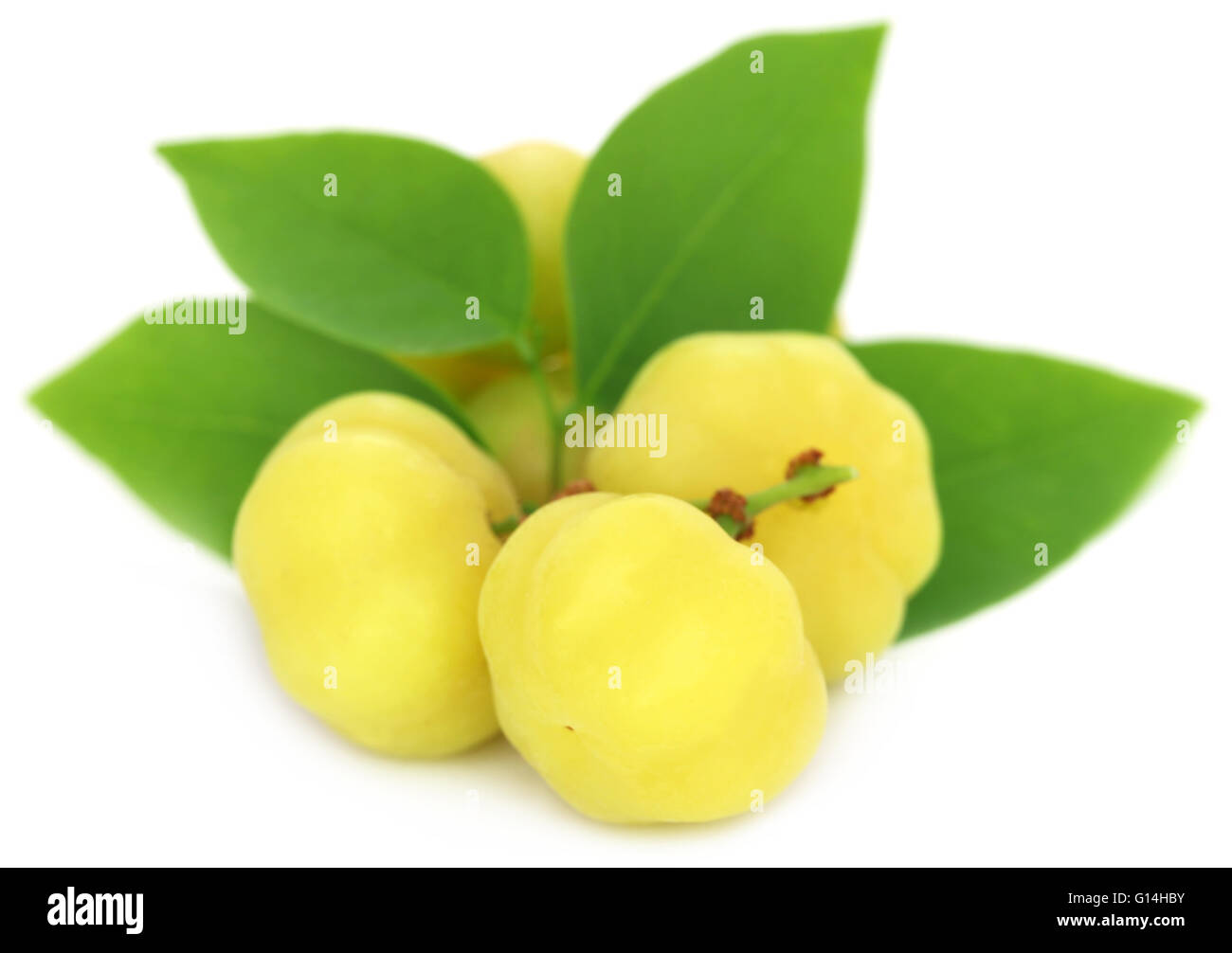 Phyllanthus acidus or Star gooseberry of Indian subcontinent Stock Photo