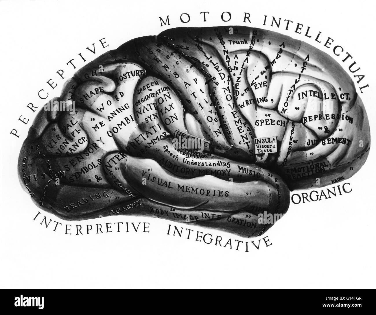 Illustration of the brain labeled with the functions of each area Stock ...