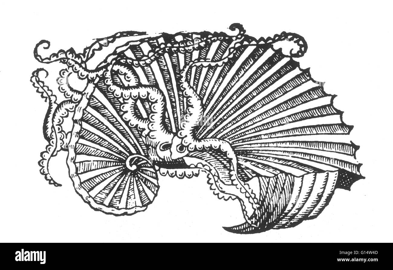 Woodcut of 'the fish called Nauticus, or Nautilus' from Des Monstres et prodiges by Ambroise Paré, 1573. Des Monstres is filled with unsubstantiated accounts of sea devils, marine sows, and monstrous animals with human faces. With its extensive discussion Stock Photo
