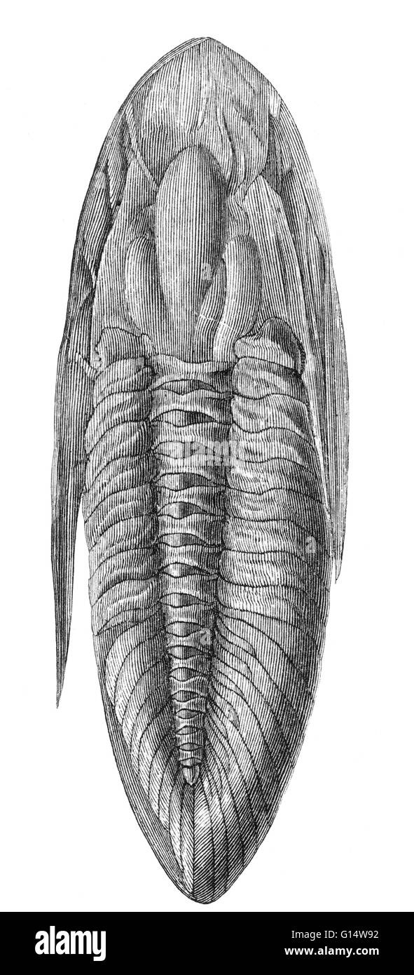 Oxygia sp. (Guettardi) trilobite from Louis Figuier's The World Before the Deluge, 1867 American edition. Stock Photo