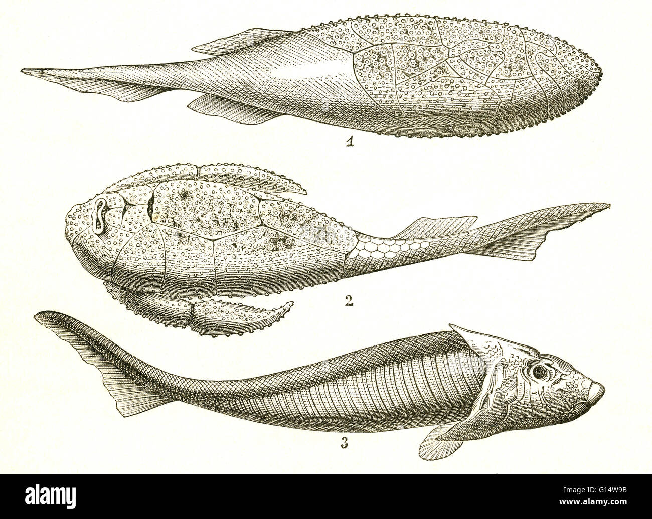 Three kinds of armored fish from the Devonian Period, including Coccosteus (1), Pterichthys (2) and Cephalaspis (3).  Illustration from Louis Figuier's The World Before the Deluge, 1867 American edition. Stock Photo