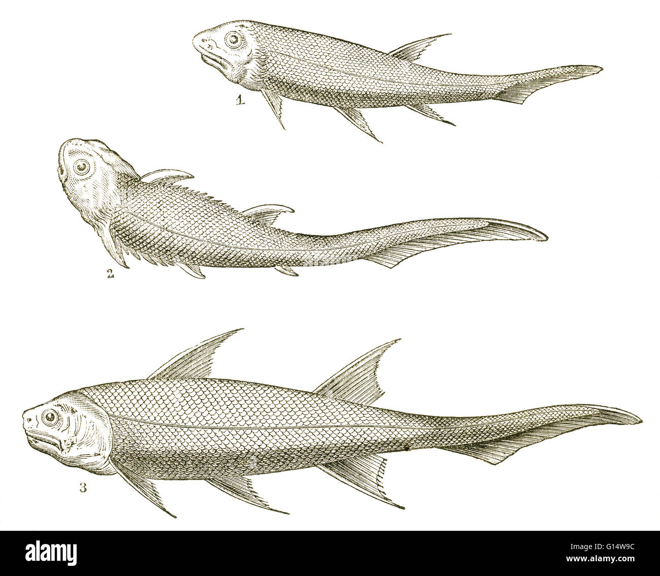 Three kinds of fish from the Devonian Period, including Acanthodes, (1), Climatius (2) and Diplacanthus (3).  These fish are all acanthodians, or 'spiny sharks', with characteristics of both bony and cartilaginous fish.  They are shark-shaped, but not tec Stock Photo
