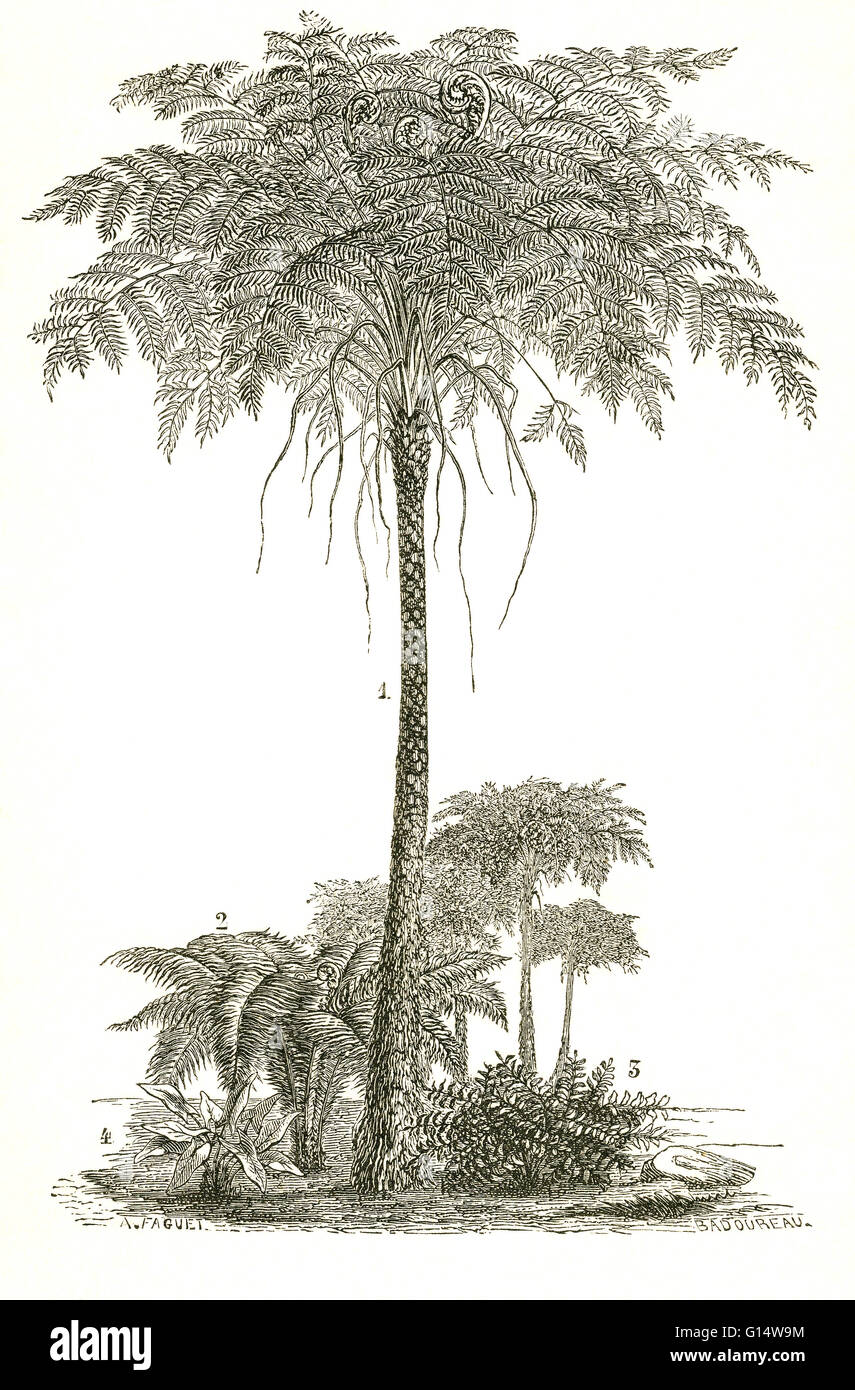 Arborescent and herbaceous ferns from the Carboniferous Period.  Illustration from Louis Figuier's The World Before the Deluge, 1867 American edition. Stock Photo
