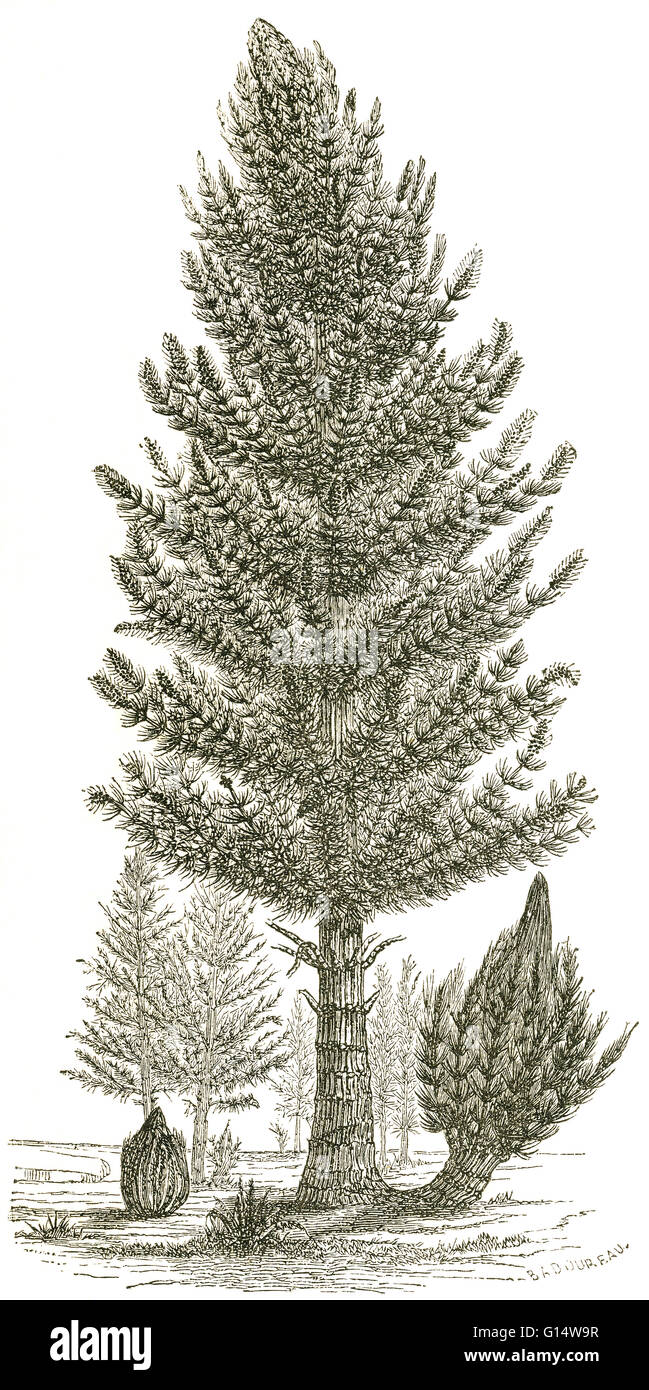 Calamites, an immense horsetail from the Carboniferous Period, grew 30 to 40 feet high.  Illustration from Louis Figuier's The World Before the Deluge, 1867 American edition. Stock Photo