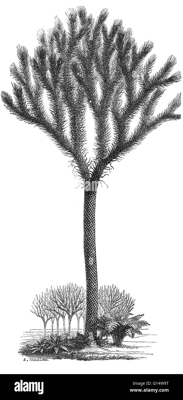 Illustration of a 40-foot-tall Lepidodendron sternbergii, a large tree-like plant from the Carboniferous Period, from Louis Figuier's The World Before the Deluge, 1867 American edition. Stock Photo