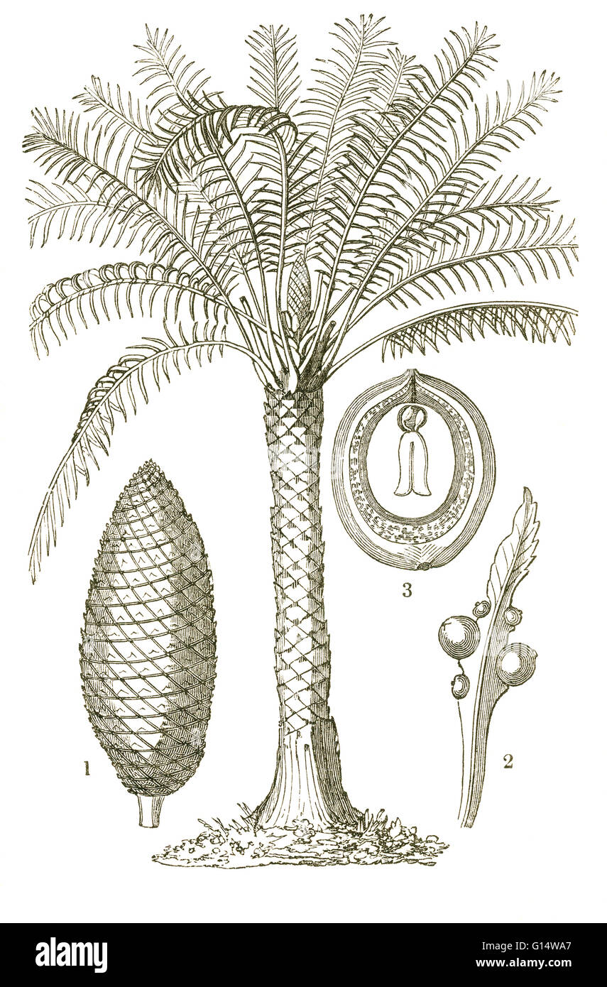 Cycas circinalis, showing plant and cones.  Illustration from Louis Figuier's The World Before the Deluge, 1867 American edition. Stock Photo