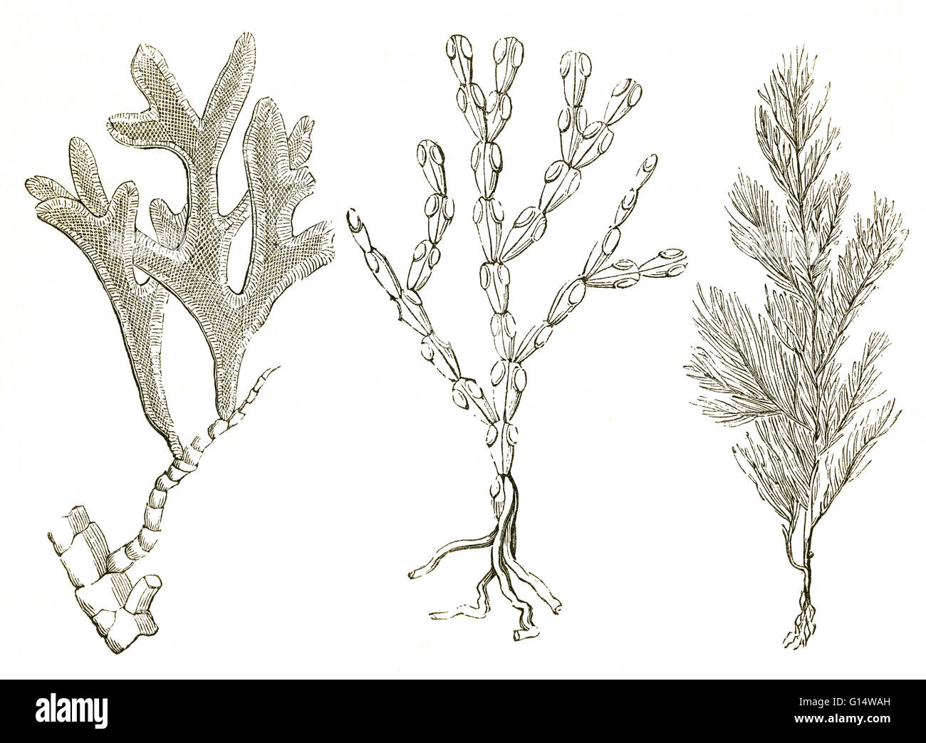 Bryozoans from the Jurassic Period. On the left is Adeona folifera, and on the right, two specimens of Cellaria loriculata.  Illustration from Louis Figuier's The World Before the Deluge, 1867 American edition. Stock Photo
