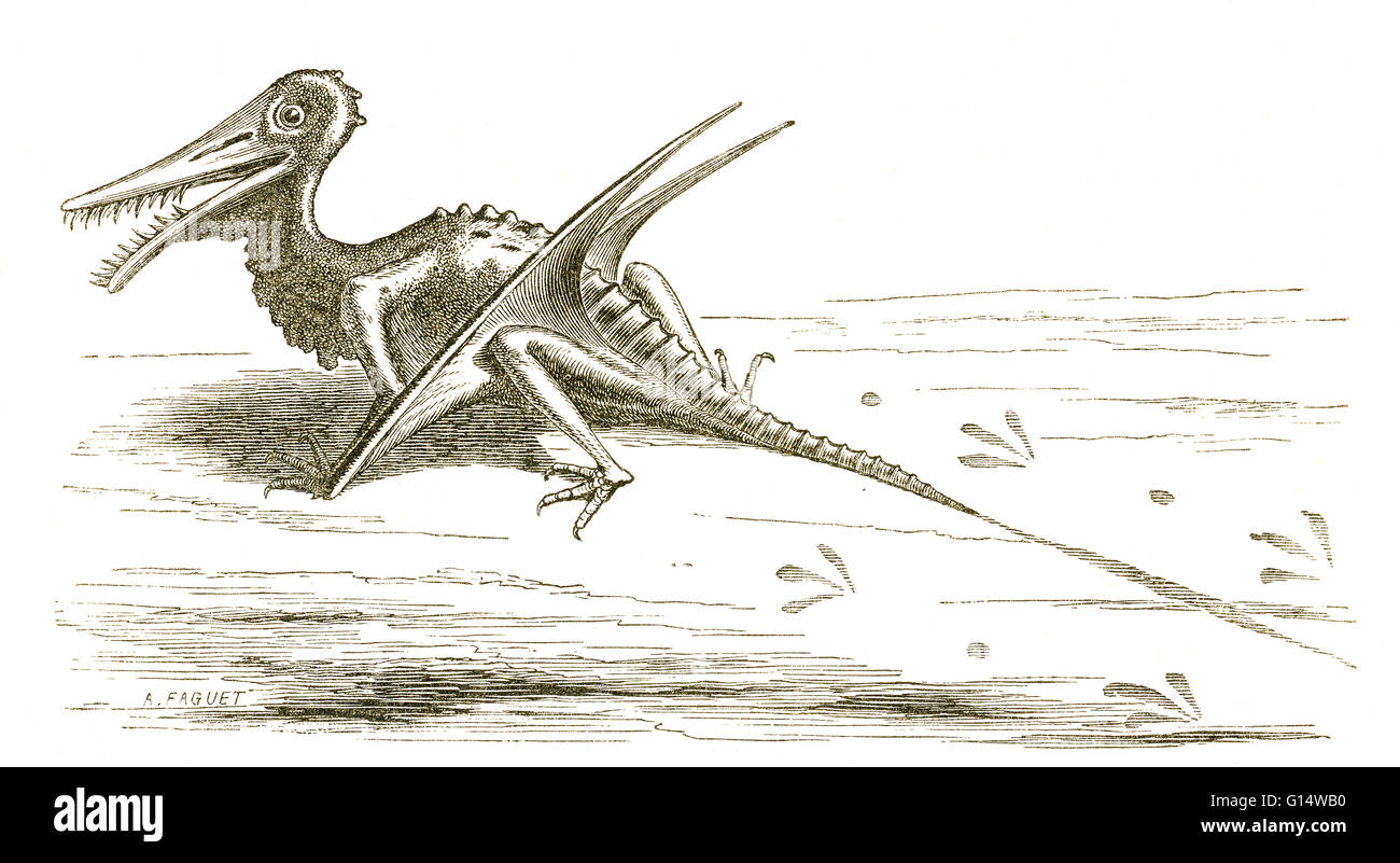 Illustration of Rhamphorhynchus, from Louis Figuier's The World Before the Deluge, 1867 American edition.  Rhamphorhynchus had a longer tail than a pterodactyl, and it left its tail- and foot-prints in many sandstones of the mid-Jurassic Period. Stock Photo