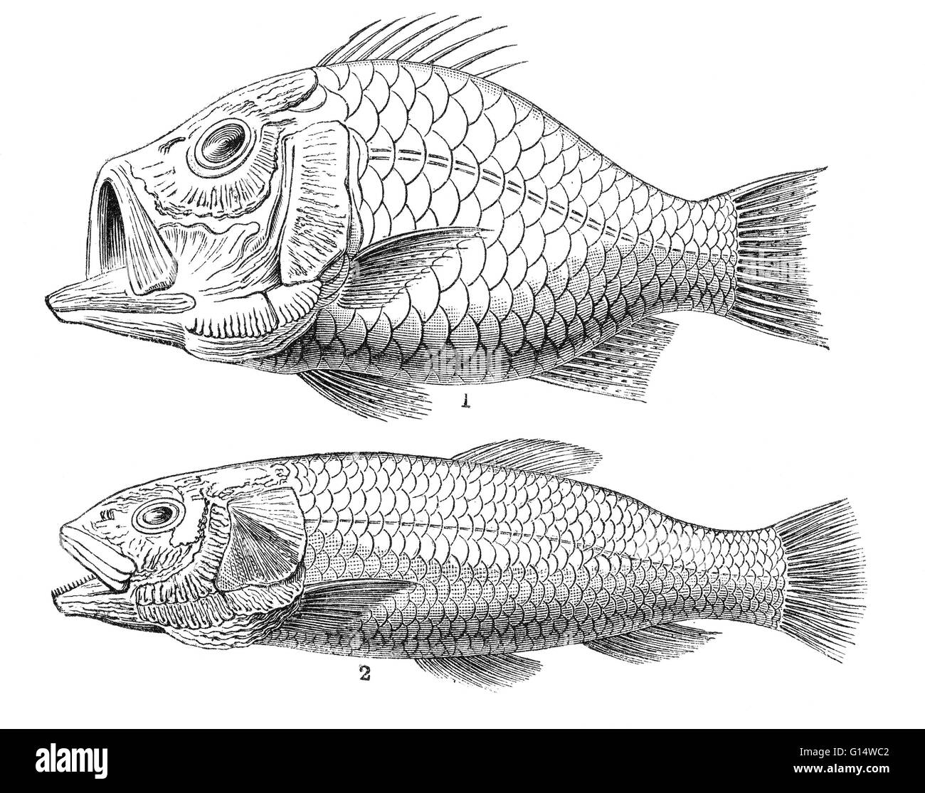 Beryx lewesiensis (1) and Osmeroides mantelli (2), two examples of fish found in Cretaceous Period chalk formations. Illustration from Louis Figuier's The World Before the Deluge, 1867 American edition. Stock Photo