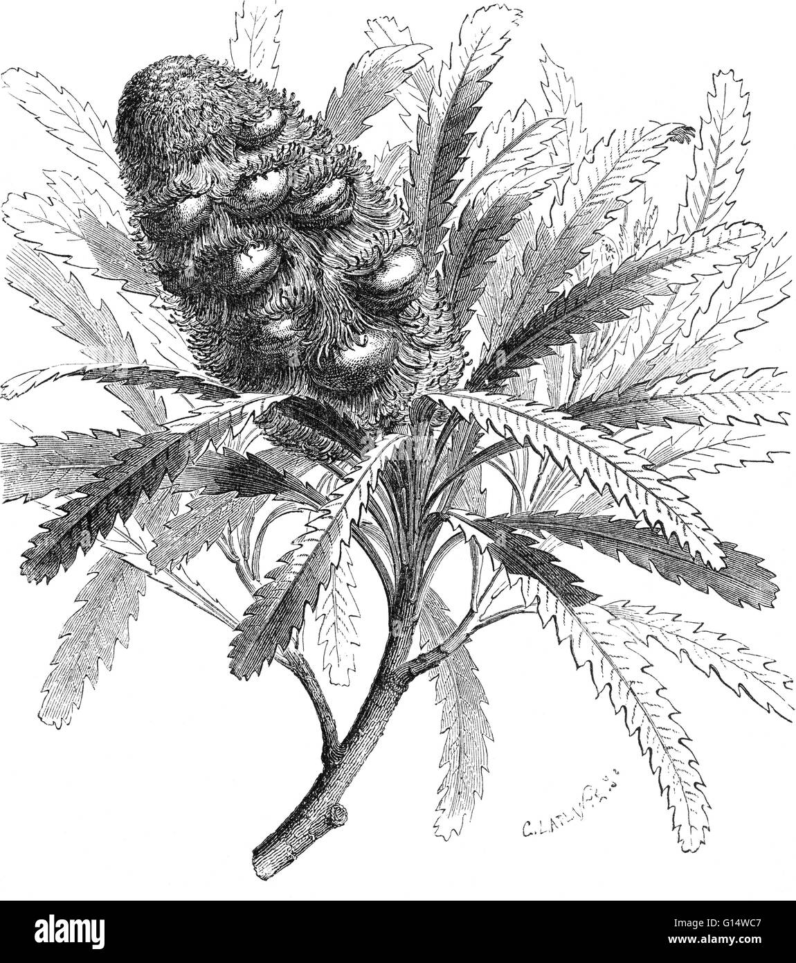 Fruit-branch of Banskia, taken from impressions left in rocks from the Eocene Epoch. It is different from any modern-day Banksia. Illustration from Louis Figuier's The World Before the Deluge, 1867 American edition. Stock Photo