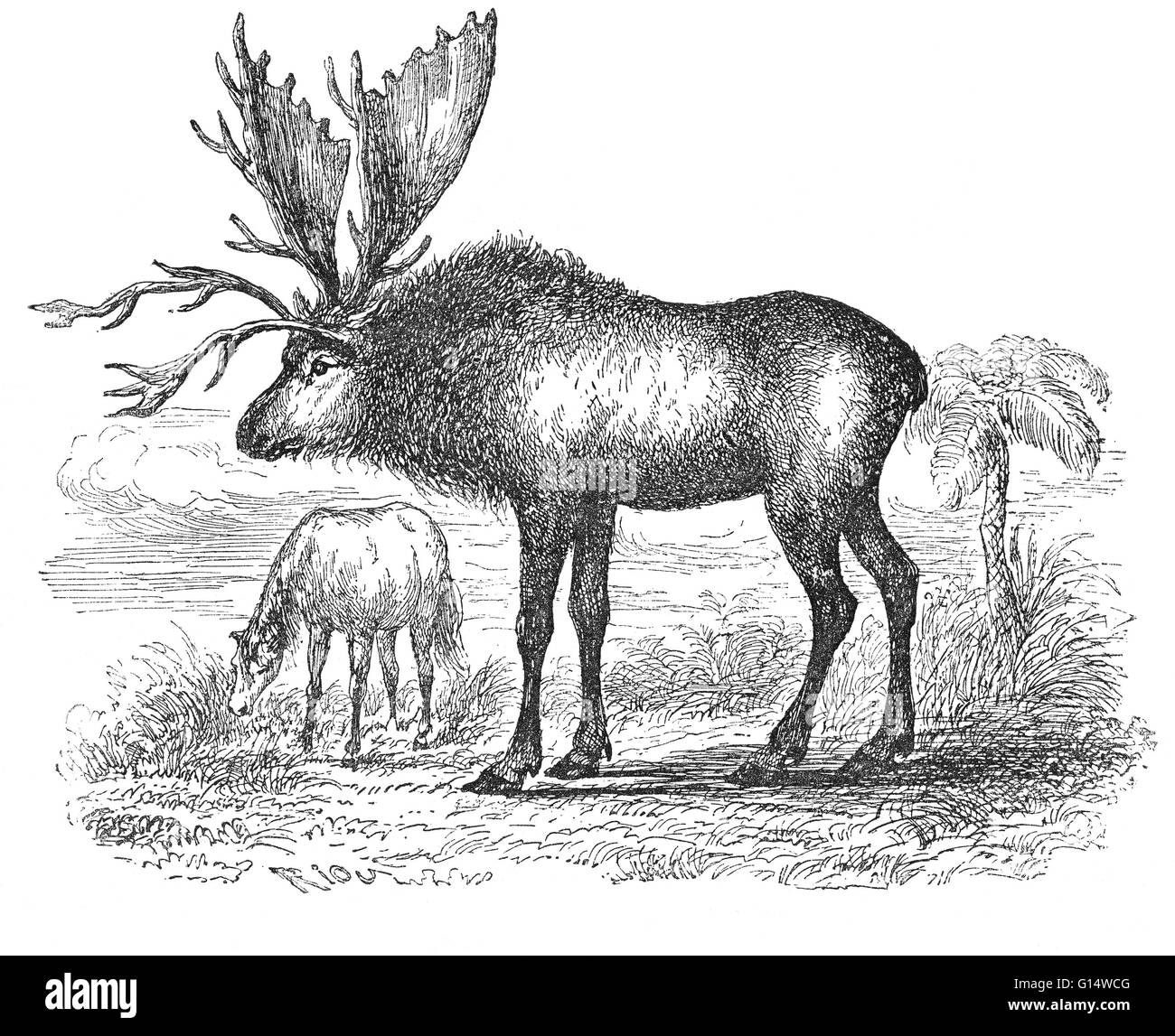 Sivatherium, reconstructed from only a skull fossil, from Louis Figuier's The World Before the Deluge, 1867 American edition.  Once thought to be a gigantic deer, it is now grouped with the giraffes and is known to have resembled today's okapi.  Sivatheri Stock Photo