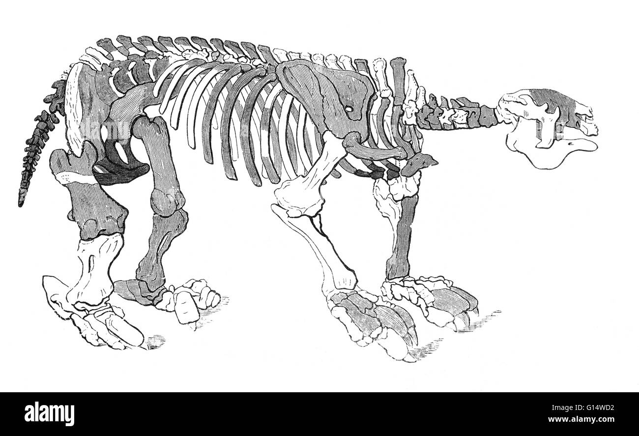 Illustration of a megatherium skeleton, from Louis Figuier's The World Before the Deluge, 1867 American edition.  This skeleton was found in Paraguay in 1788, and was displayed in the Museum of Natural History in Madrid, Spain.  The deeply shaded bones ar Stock Photo