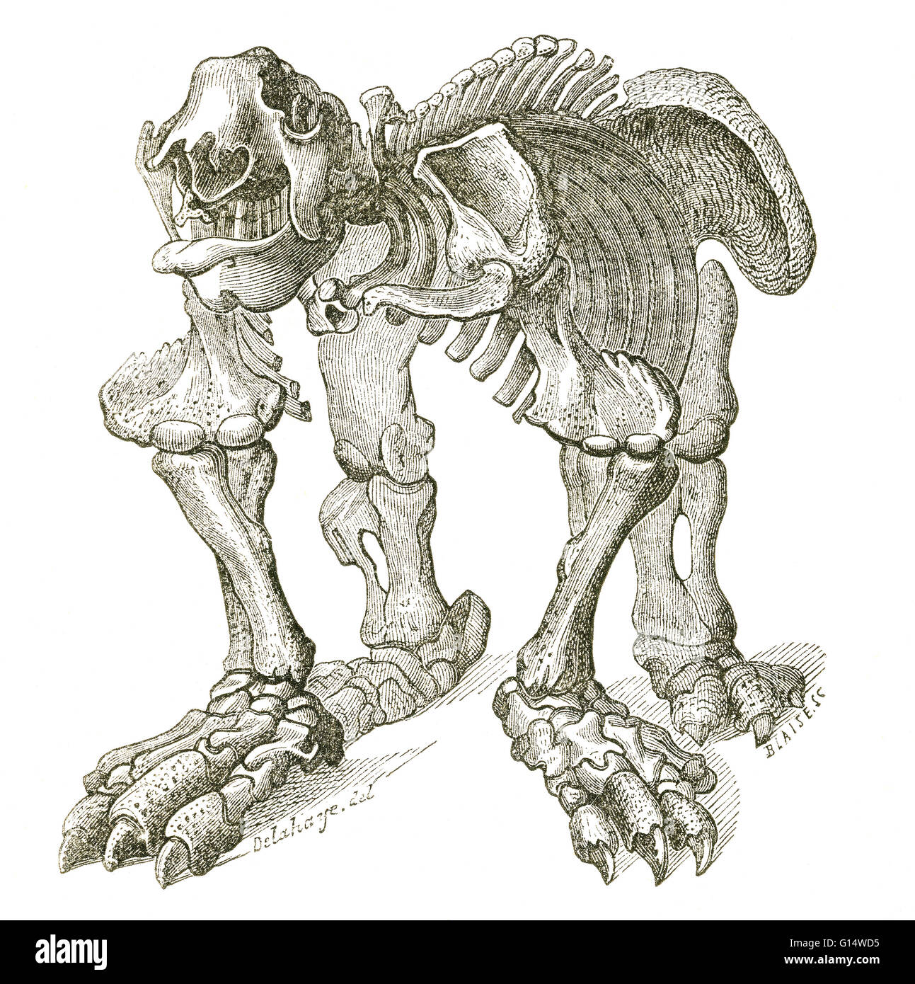 Megatherium (Great Beast) was a genus of elephant-sized ground sloths endemic to Central America and South America that lived from the Pliocene through Pleistocene epochs. Megatherium was one of the largest land mammals known, weighing up to eight tons, a Stock Photo