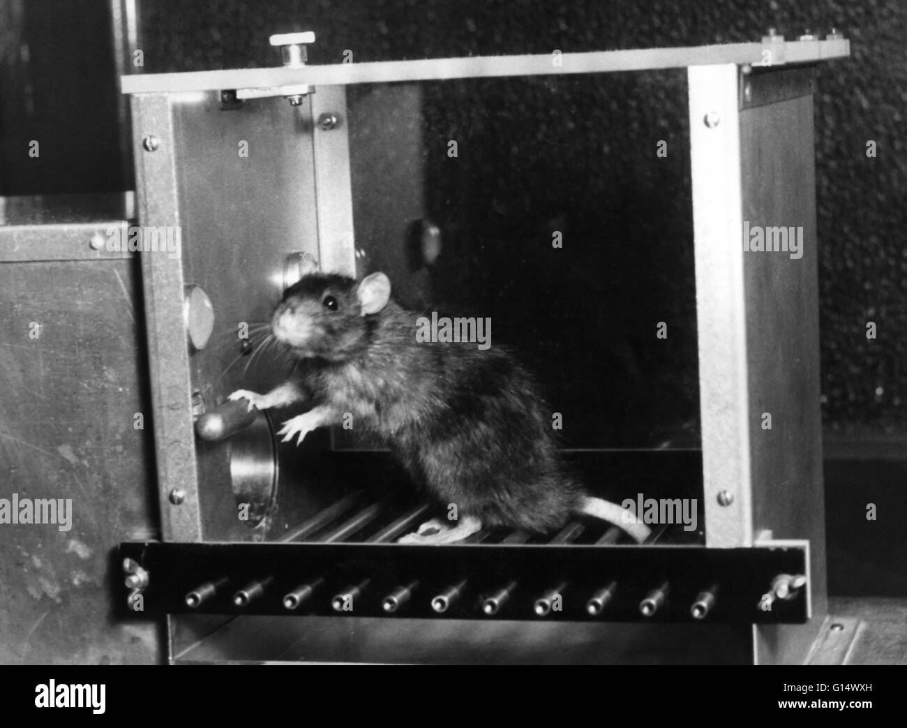 Rat in a Skinner box, an experimental space used in behavioral studies. Developed by Burrhus Frederic Skinner, the animal within the box can be studied while isolated from variables and influences in the environment and subjected to specific conditions. T Stock Photo