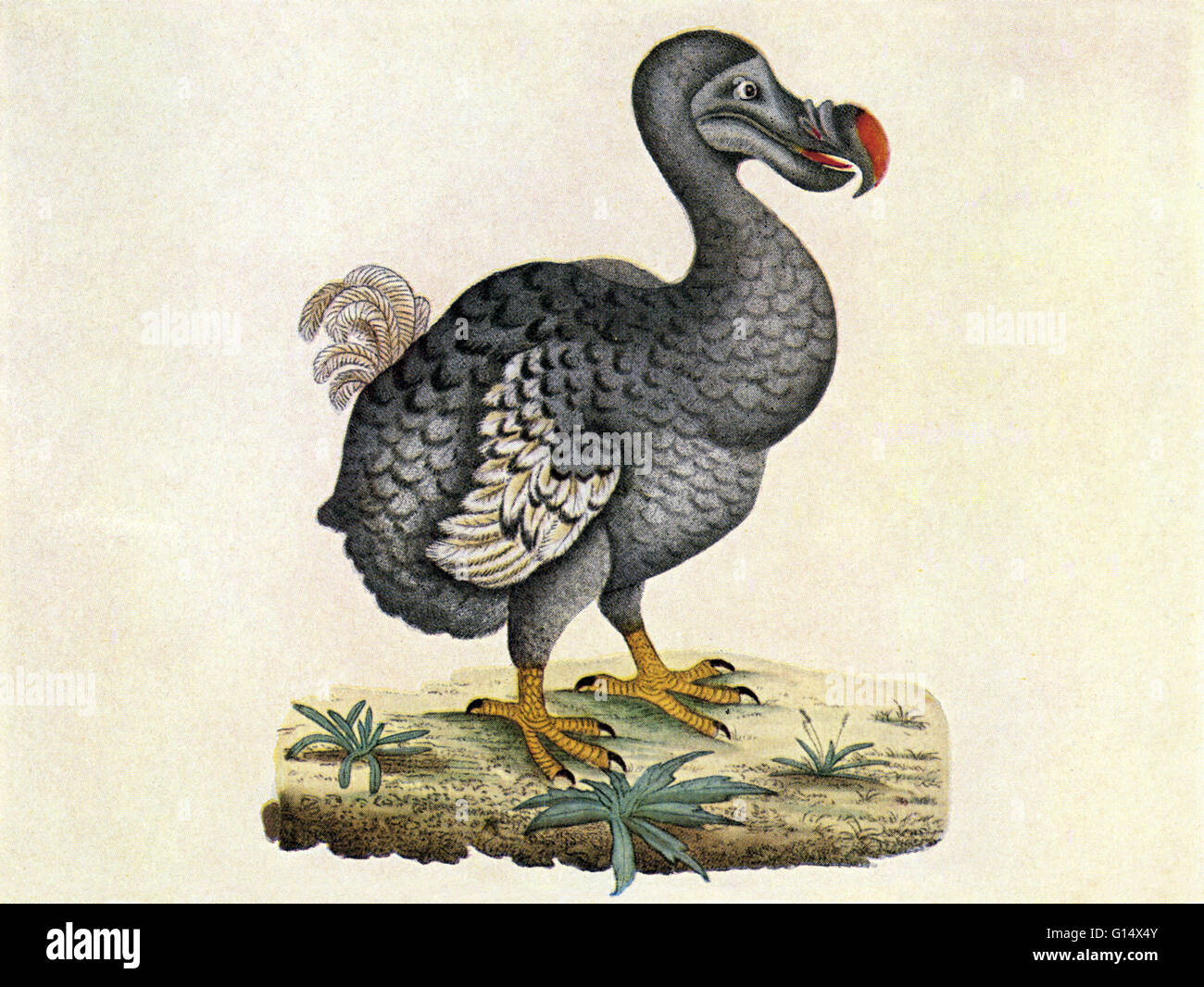 Dodo bird, Raphus cucullatus. Illustration of the extinct dodo. The dodo was a distant relative of the pigeon. Roughly the size of a swan, it was heavily-built, flightless and clumsy. Two species were known with certainty: the common dodo Raphus cucullatu Stock Photo
