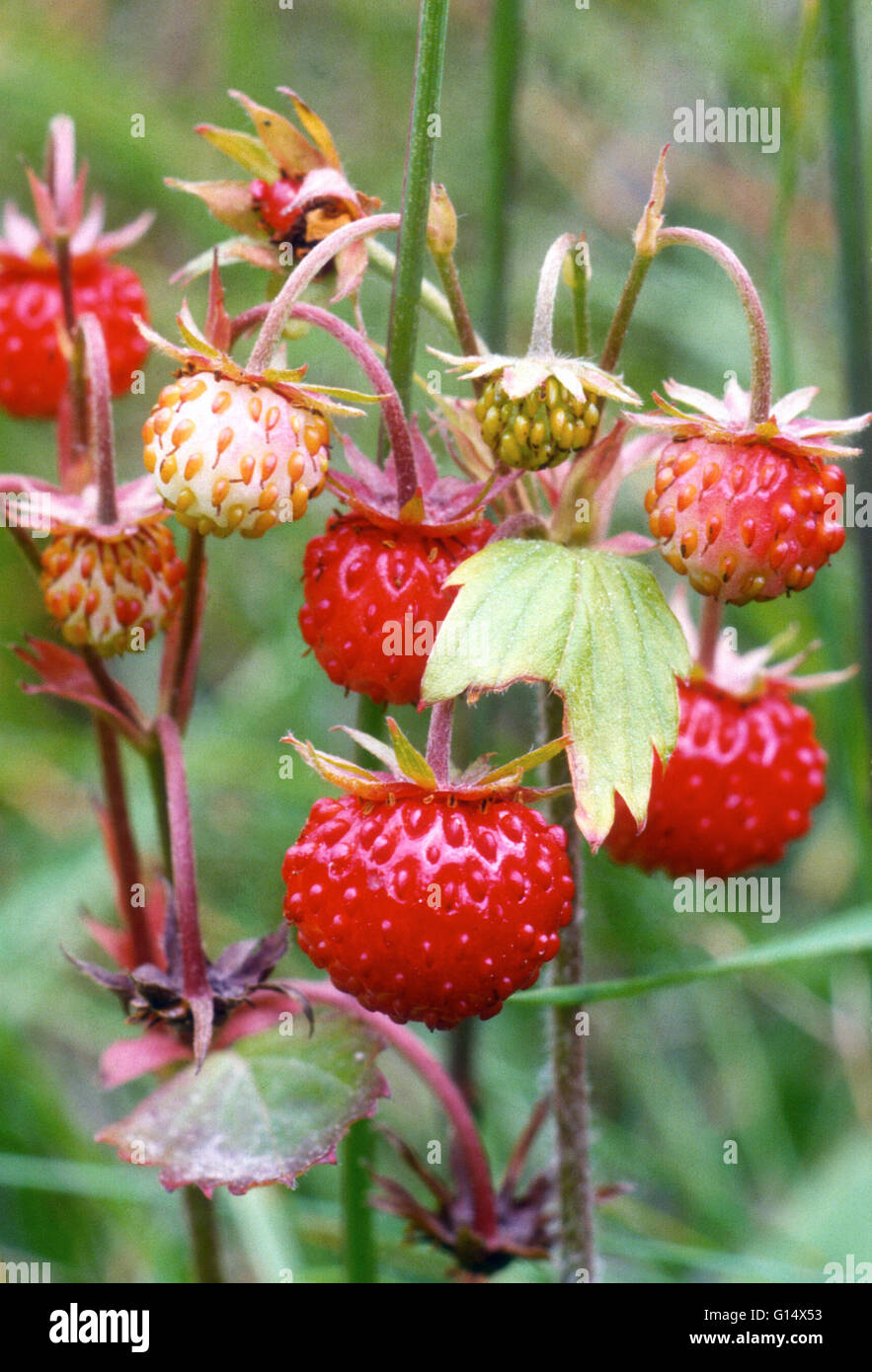 Wild strawberries on a plant Stock Photo