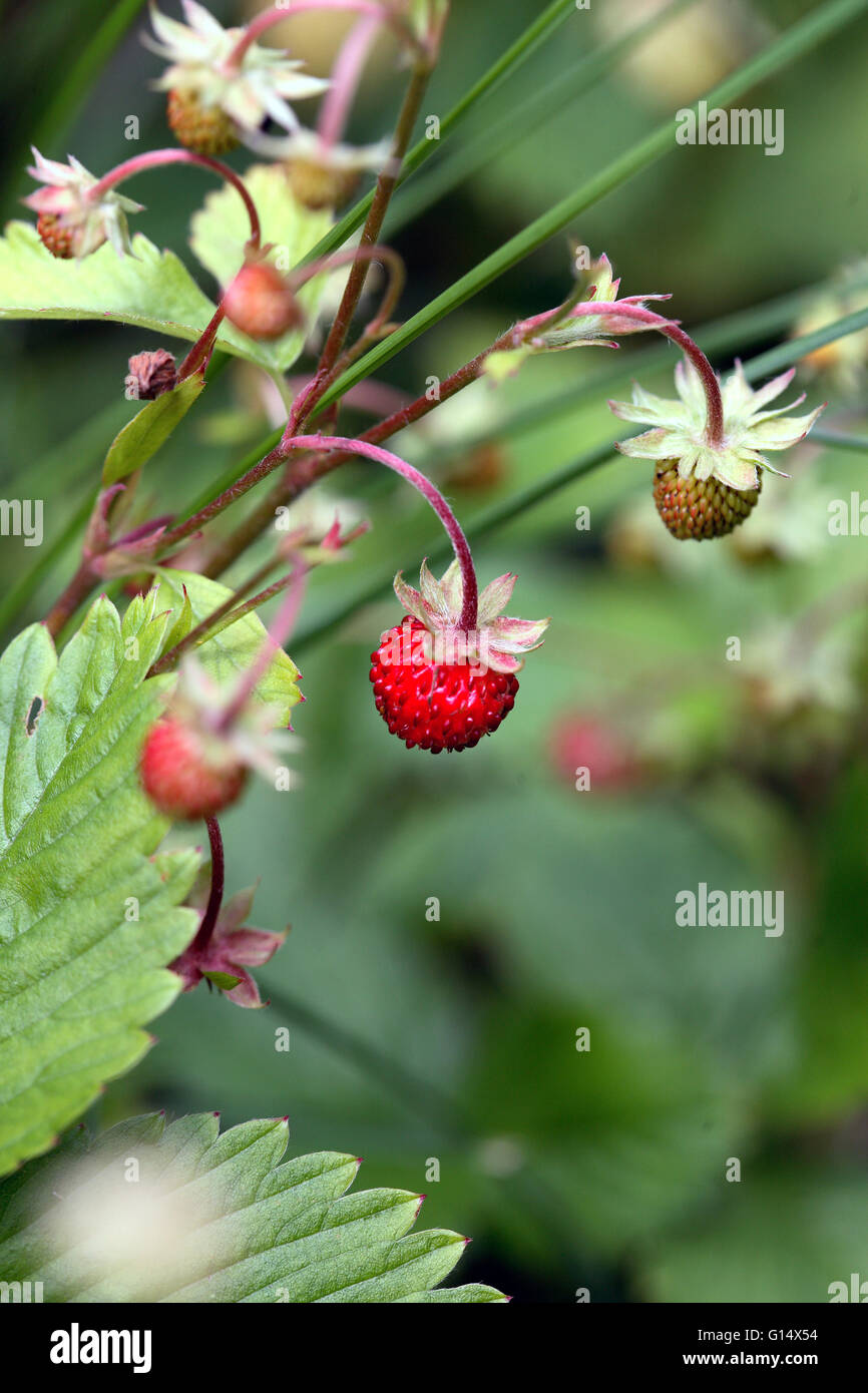 Wild Strawberry on plant soon mature Stock Photo