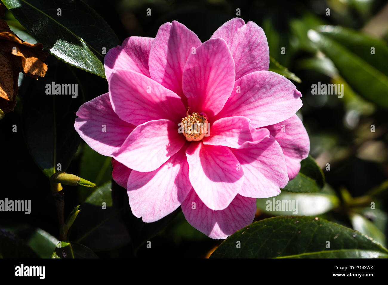 Pink Camellia Plant in Bloom in Natural Sunlight Outdoors Stock Photo