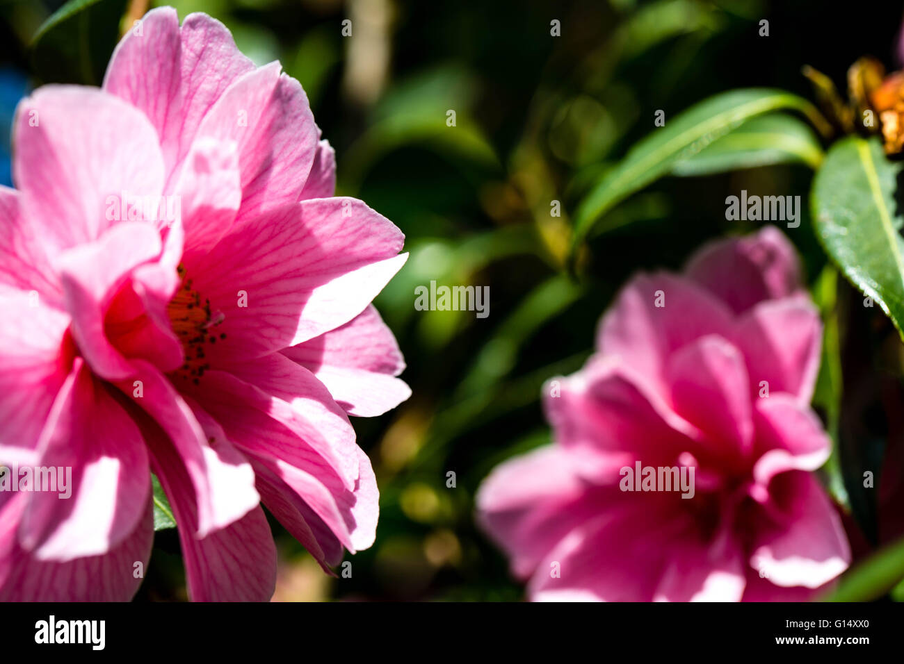 Pink Camellia Plant in Bloom in Natural Sunlight Outdoors Stock Photo