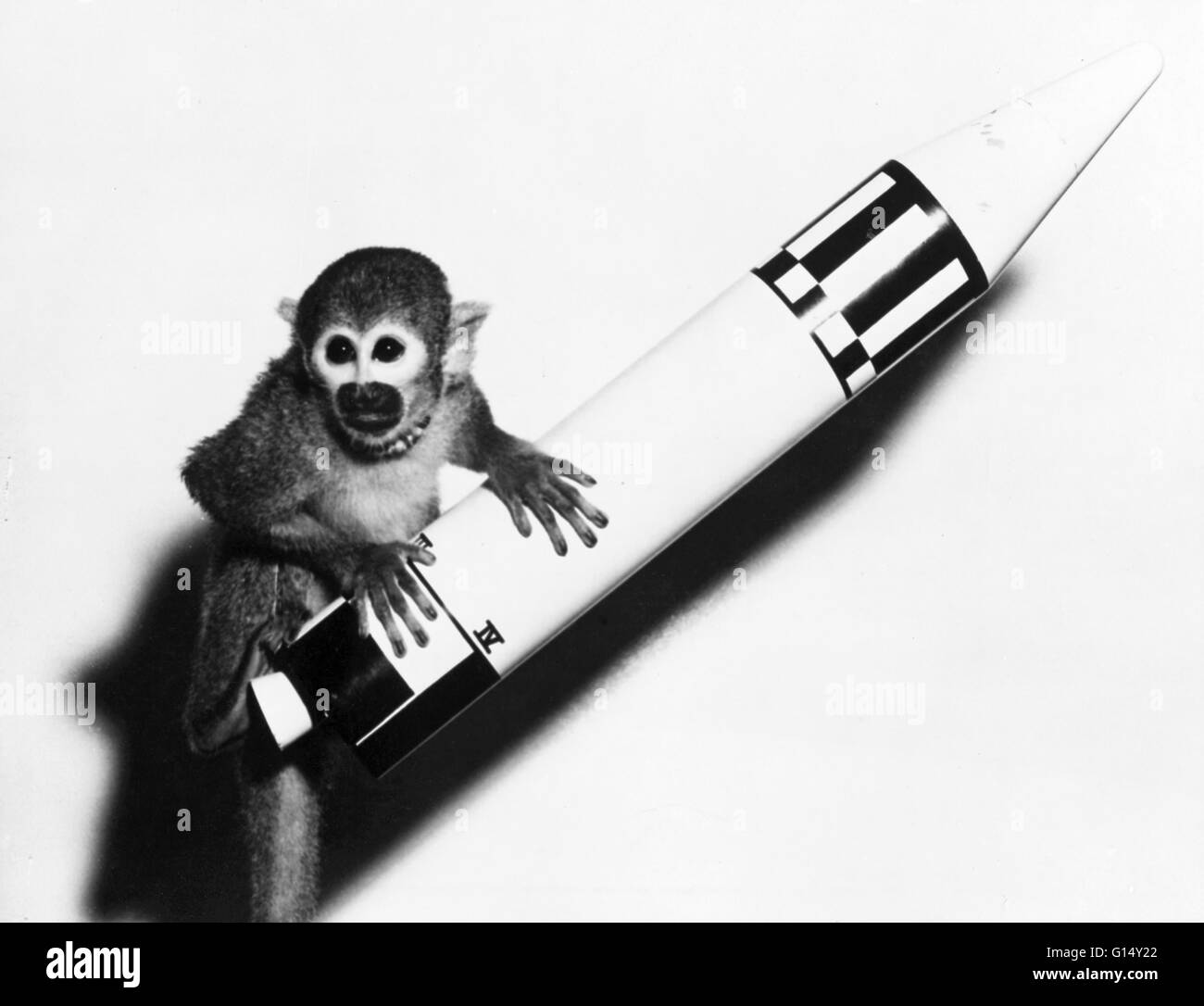 Miss Baker (1957 - November 29, 1984) was a squirrel monkey who became, along with rhesus monkey Miss Able, one of the first two animals launched into space by the United States and recovered alive. Miss Baker wore a tiny helmet lined with rubber and cham Stock Photo