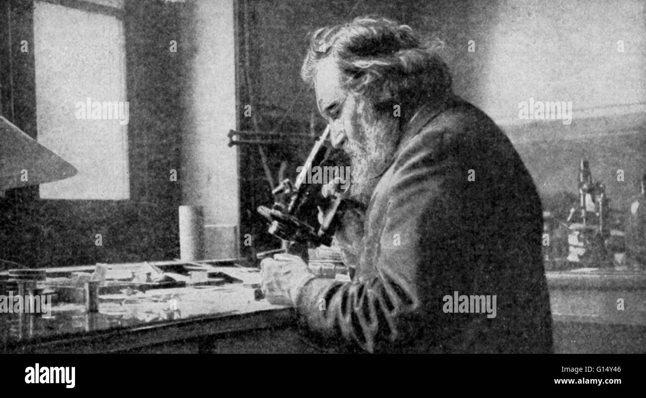 Ilya Ilyich (Eli) Mechnikov (1845-1916), Russian biologist, at work in his laboratory. In Italy in 1872, he studied the transparent larvae of starfish, noticing that some cells were able to engulf and digest foreign particles. He called these cells 'phago Stock Photo