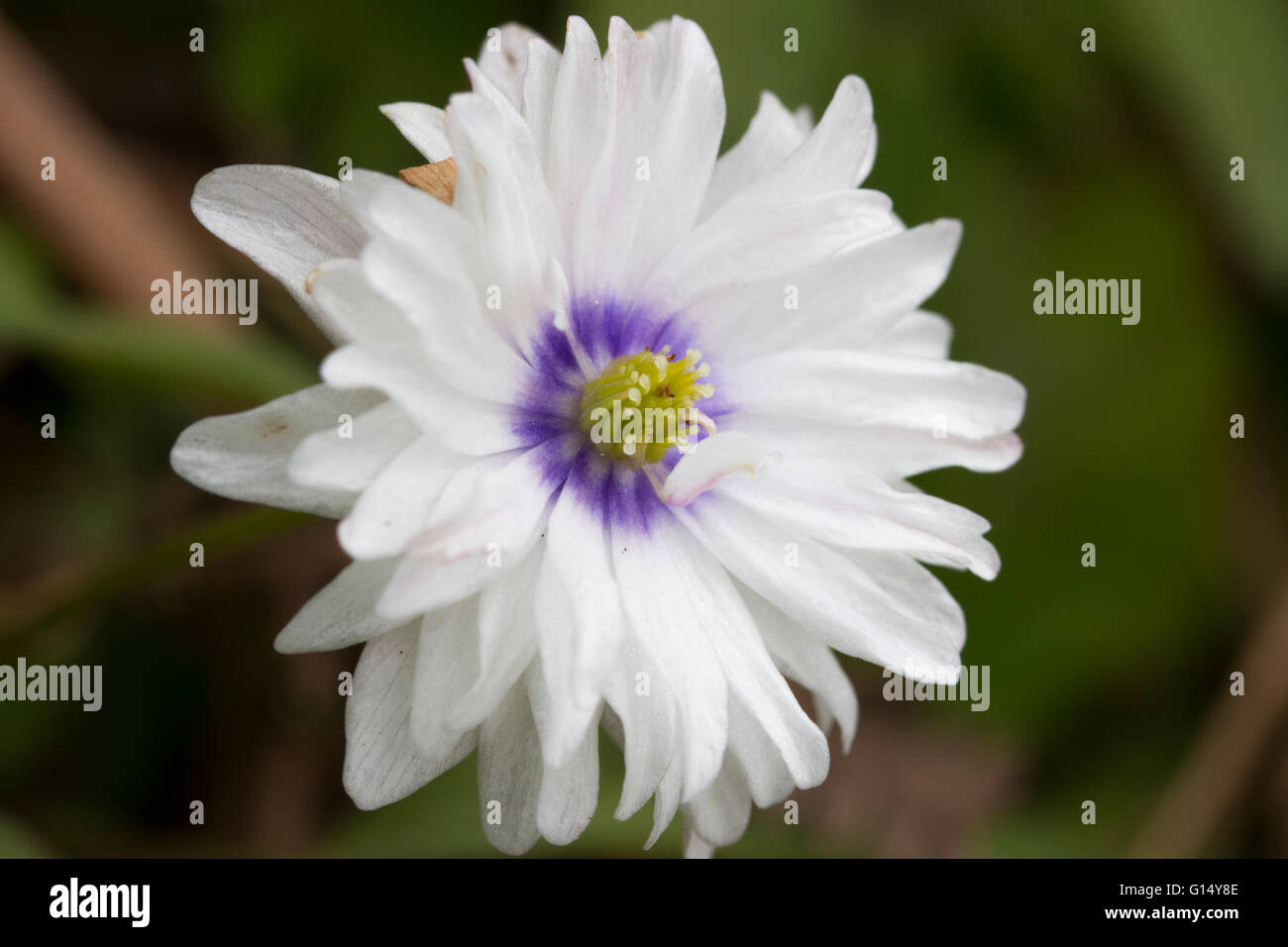 Blue centred double white flowered variety of the wood anemone, Anemone nemorosa 'Blue Eyes' Stock Photo